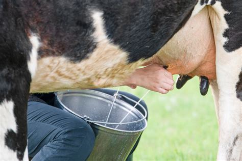 what is milfing|What is MIL.